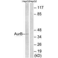 ARK-2 Polyclonal Antibody