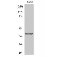 ARK-2 Polyclonal Antibody