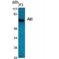 Akt Polyclonal Antibody