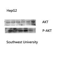 Akt Polyclonal Antibody