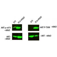 Akt Polyclonal Antibody