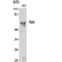 Akt Polyclonal Antibody