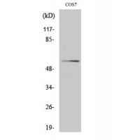 Akt Polyclonal Antibody