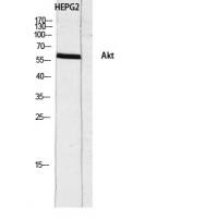 Akt Polyclonal Antibody