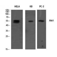 Akt1 Polyclonal Antibody