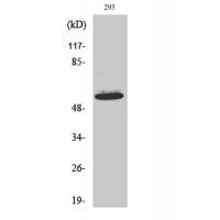 Akt1 Polyclonal Antibody