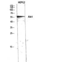 Akt1 Polyclonal Antibody