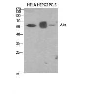 Akt1 Polyclonal Antibody