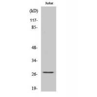 HSP27 Polyclonal Antibody