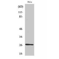 HSP27 Polyclonal Antibody