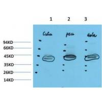 HSP40 Rabbit Polyclonal Antibody