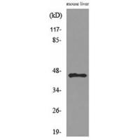 HSP40-4 Polyclonal Antibody