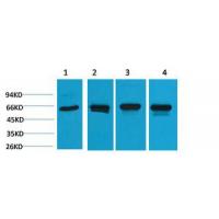 HSP60 Polyclonal Antibody