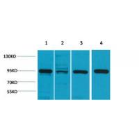 HSP90-α Polyclonal Antibody