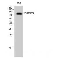 HSP90-β Polyclonal Antibody