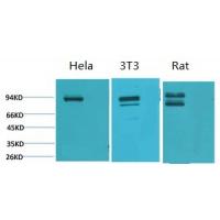 Stat1 Polyclonal Antibody