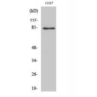 Stat1 Polyclonal Antibody