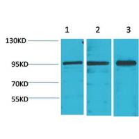 Stat2 Polyclonal Antibody