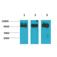 STAT2 Polyclonal Antibody