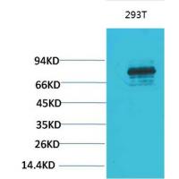 Stat3 Polyclonal Antibody