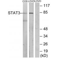 Stat3 Polyclonal Antibody