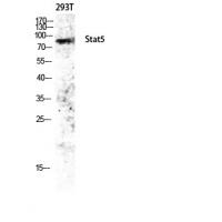 Stat5 Polyclonal Antibody