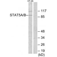 Stat5 Polyclonal Antibody