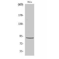 Stat5 Polyclonal Antibody