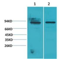 Stat5a Polyclonal Antibody