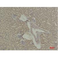 Stat5a Polyclonal Antibody