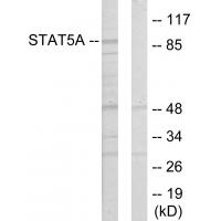 Stat5a Polyclonal Antibody