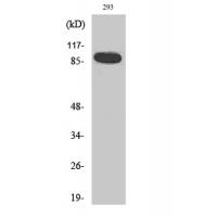 Stat5a Polyclonal Antibody