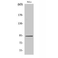 Stat6 Polyclonal Antibody