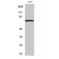 Syk Polyclonal Antibody