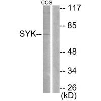 Syk Polyclonal Antibody