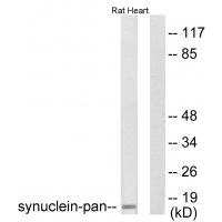 Synuclein-α Polyclonal Antibody