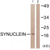 Synuclein-α Polyclonal Antibody