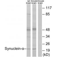 Synuclein-α Polyclonal Antibody