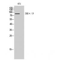 IKKα/β Polyclonal Antibody