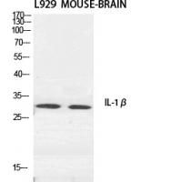 IL-1β Polyclonal Antibody