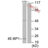 4E-BP1 Polyclonal Antibody