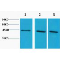 α-Skeletal Muscle Actin Polyclonal Antibody