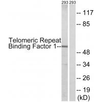 TRF1 Polyclonal Antibody