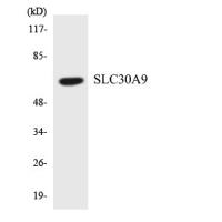 ZnT-9 Polyclonal Antibody