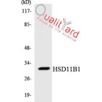 11β-HSD1 Polyclonal Antibody