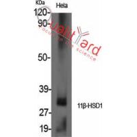 11β-HSD1 Polyclonal Antibody