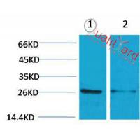 14-3-3 ε Polyclonal Antibody