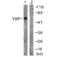 YAP Polyclonal Antibody