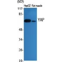 YAP Polyclonal Antibody