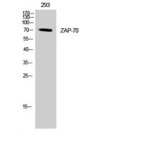 ZAP-70 Polyclonal Antibody